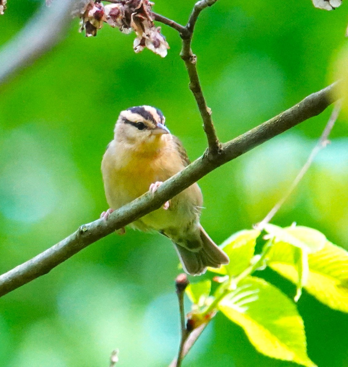 Worm-eating Warbler - Brian Lineaweaver