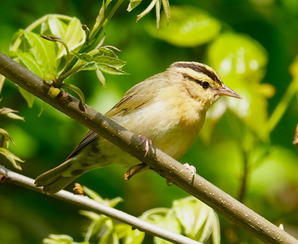 Worm-eating Warbler - Brian Lineaweaver