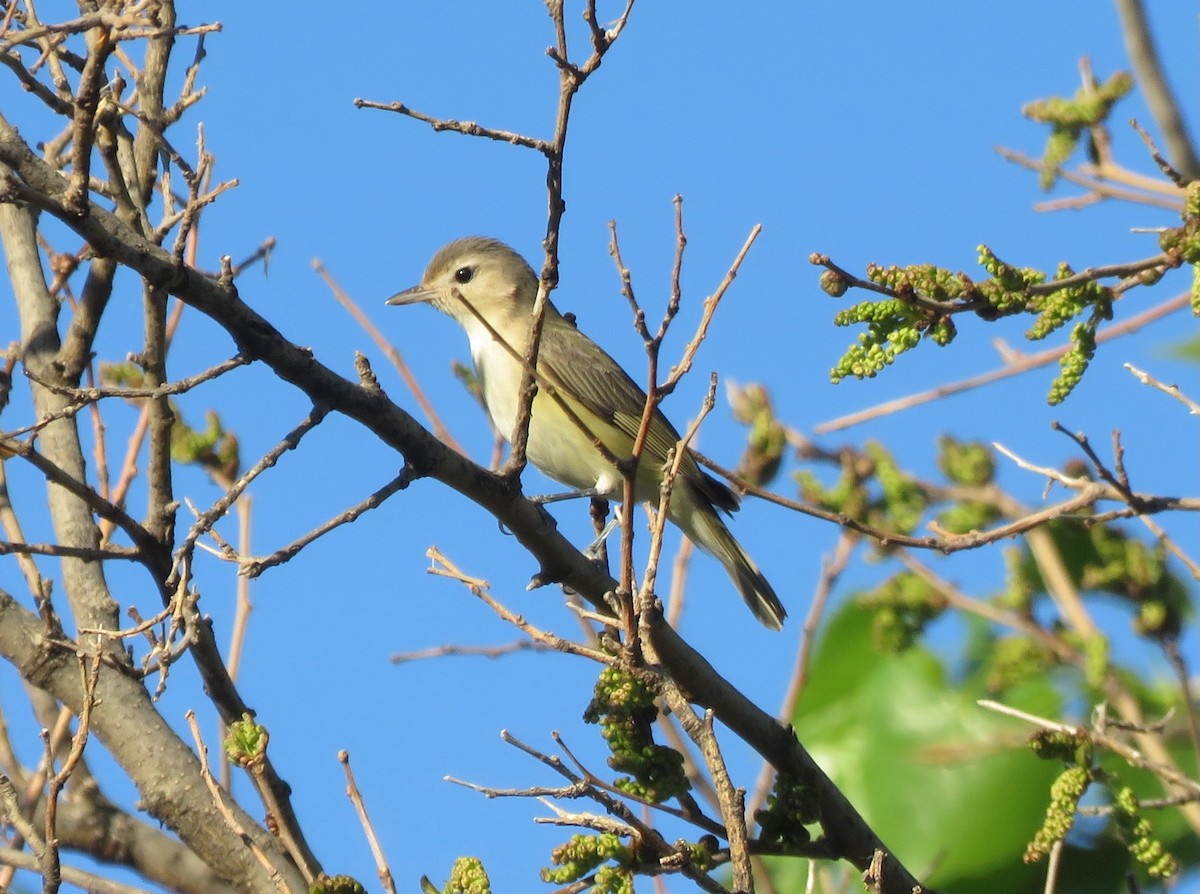 Warbling Vireo (Eastern) - Mark A. Brogie