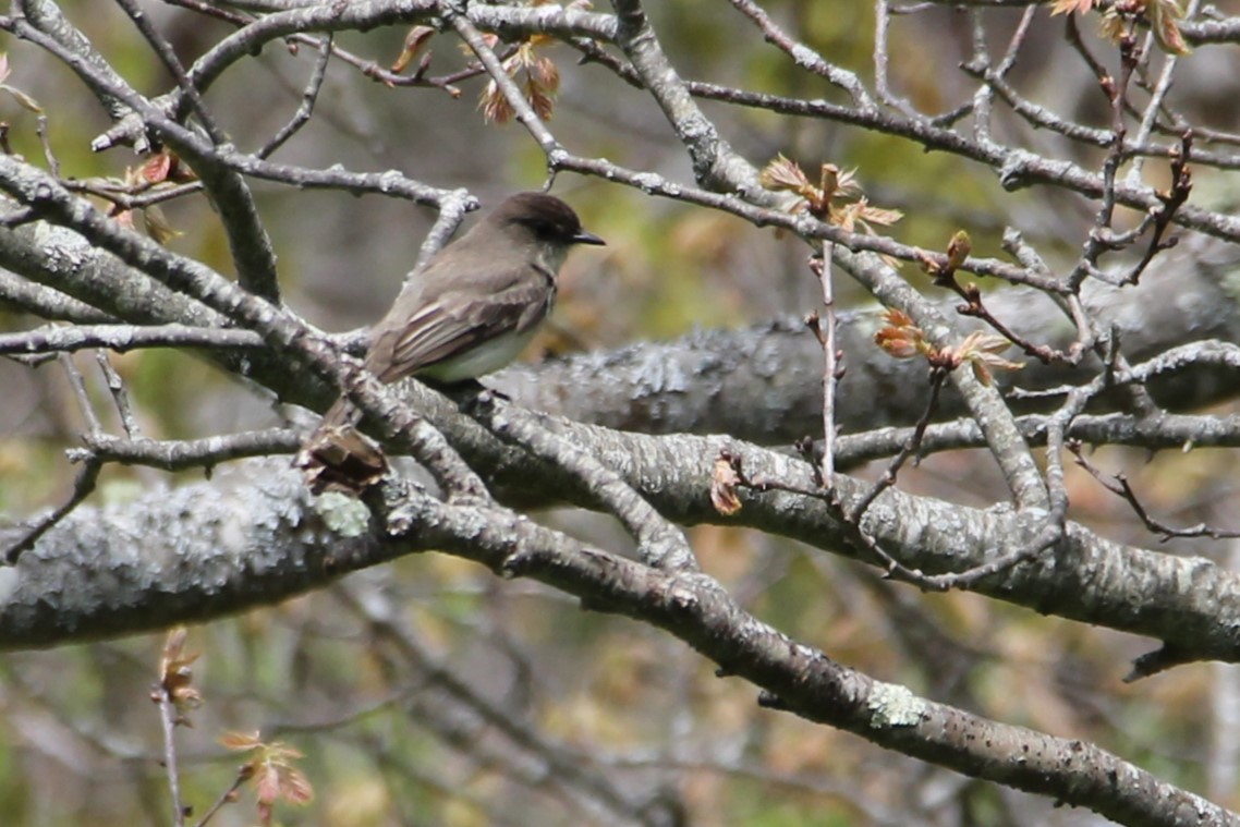 Eastern Phoebe - Martha Huestis