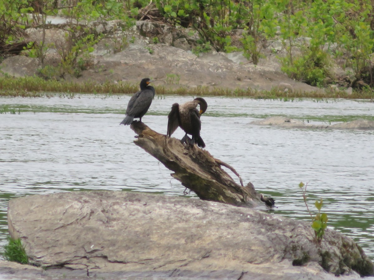 Double-crested Cormorant - ML618855596