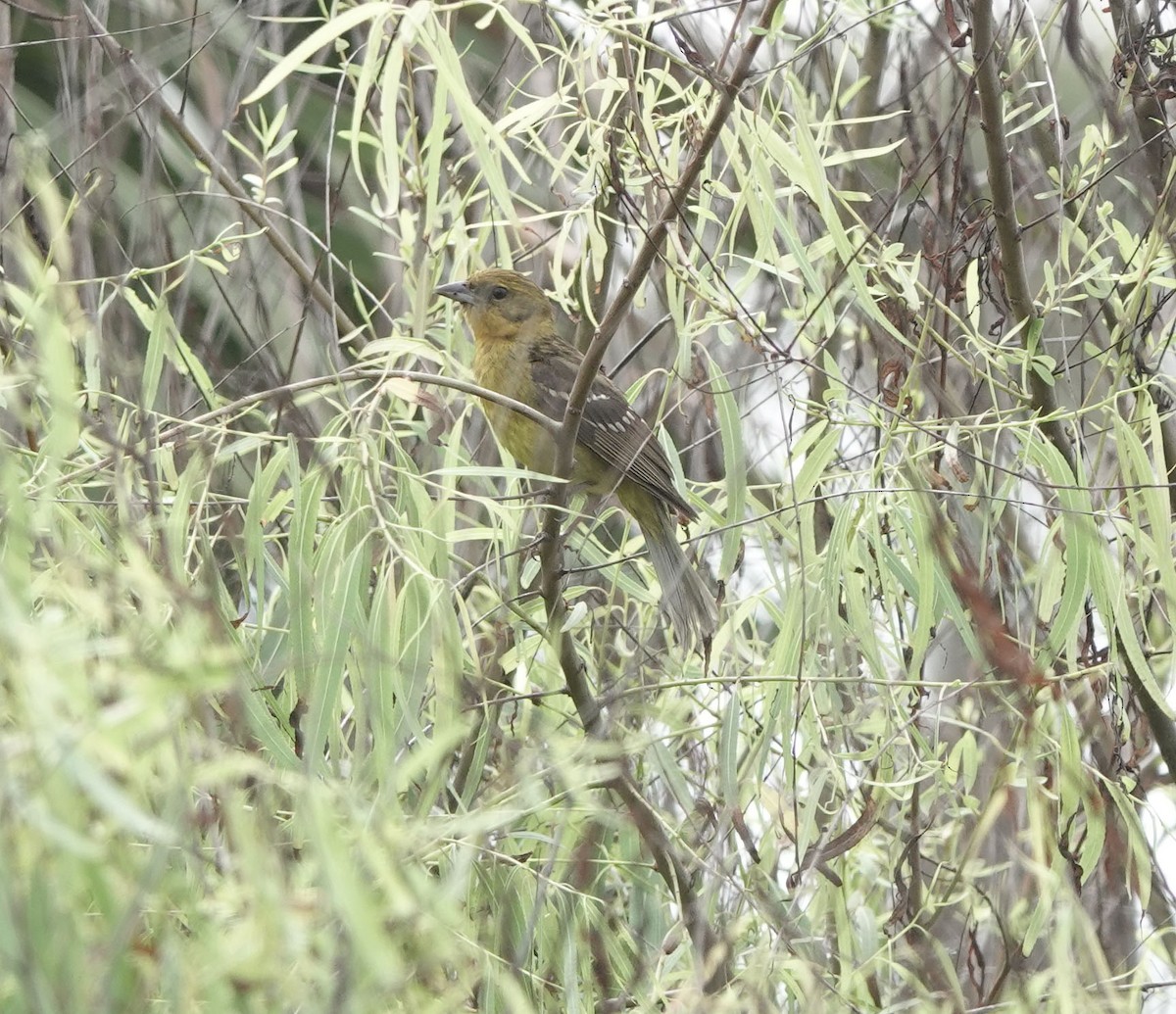 Flame-colored Tanager - Sheridan Coffey