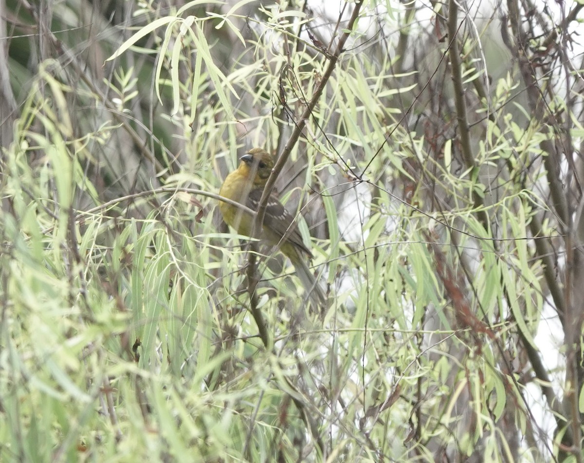 Flame-colored Tanager - Sheridan Coffey