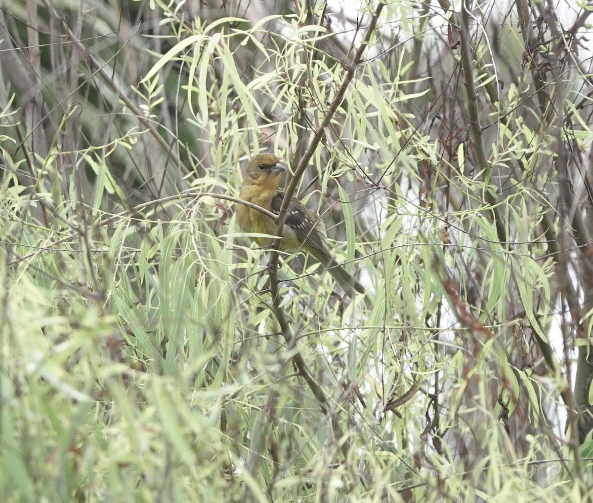 Flame-colored Tanager - Sheridan Coffey