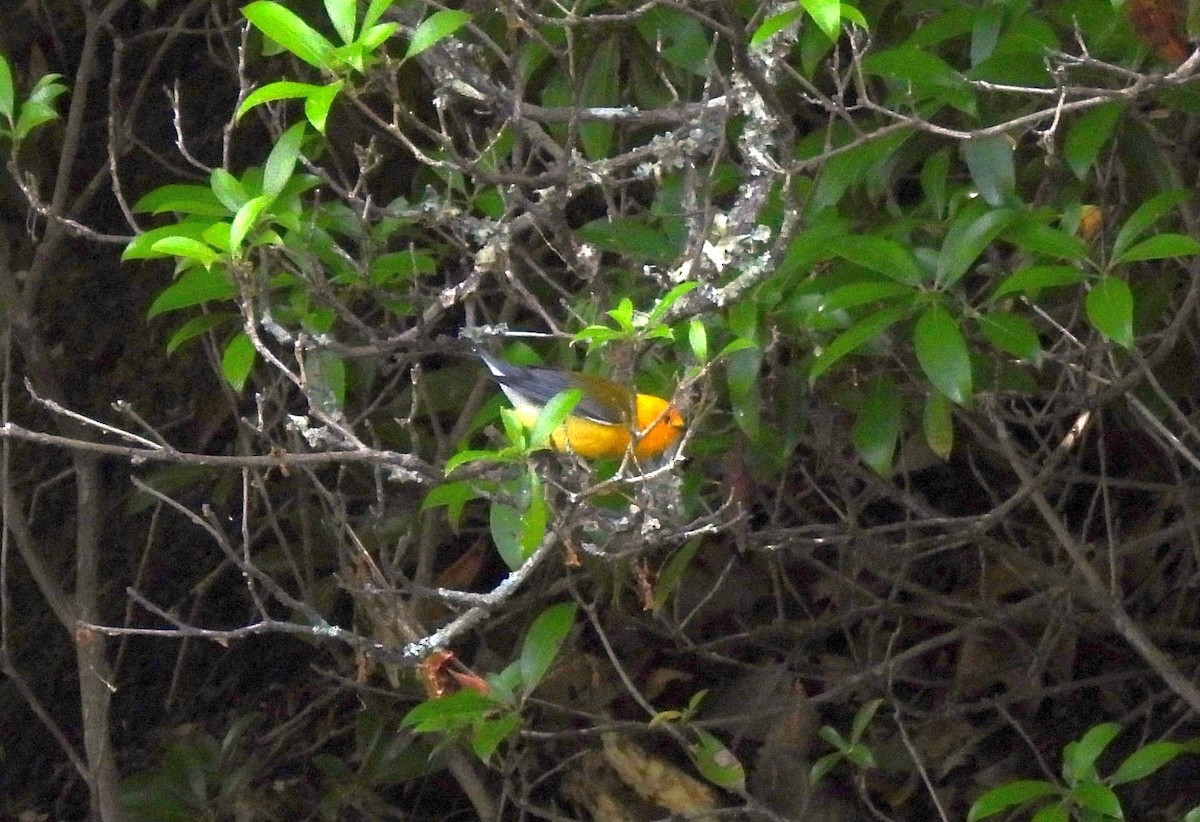 Prothonotary Warbler - ML618855626