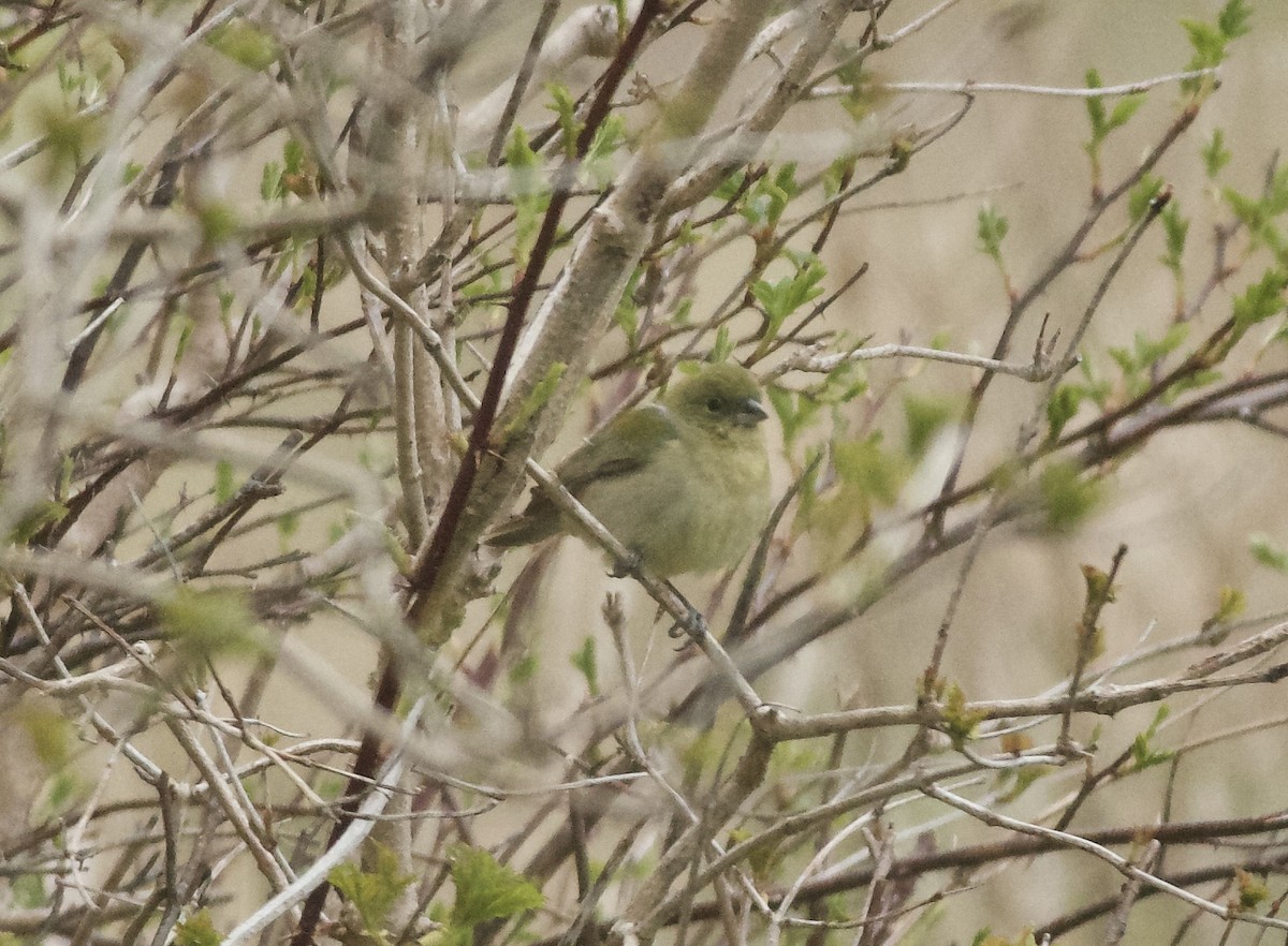 Painted Bunting - ML618855645