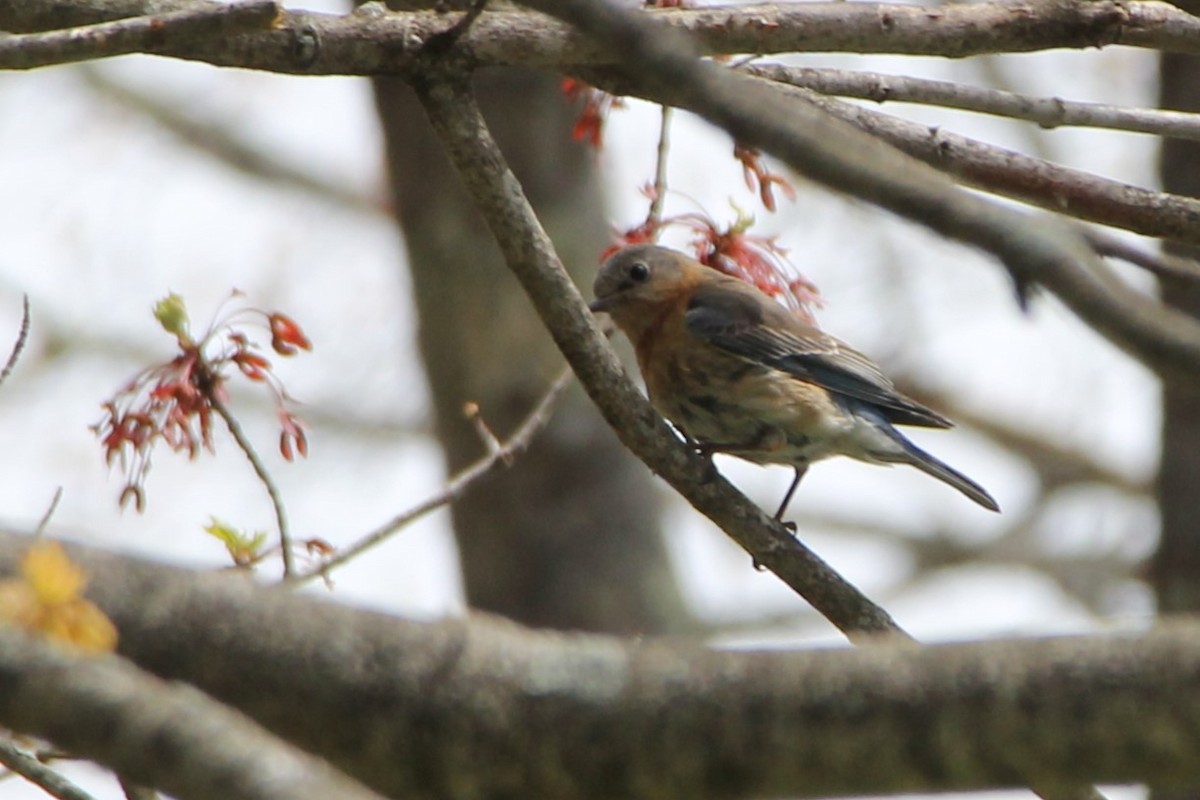 Eastern Bluebird - Martha Huestis