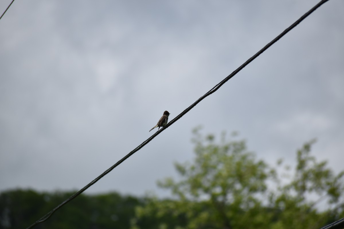 Eastern Phoebe - Tracie Fitzgerald