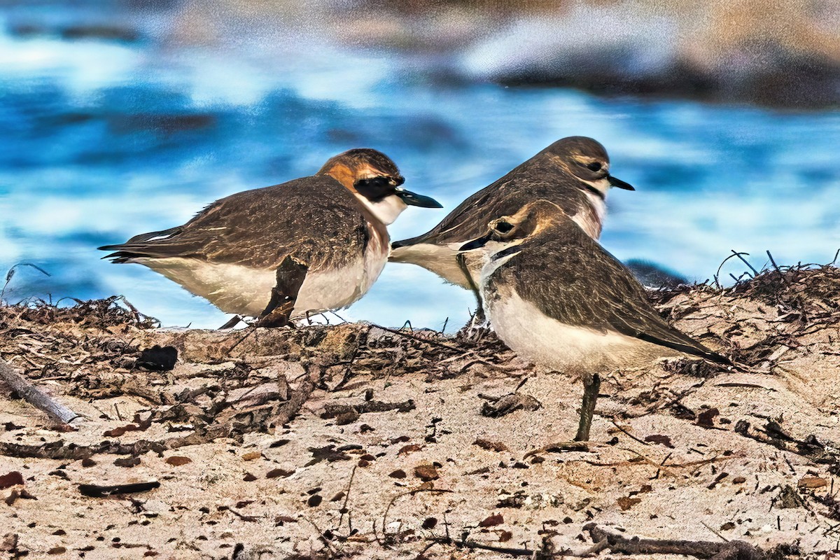 Double-banded Plover - Alfons  Lawen