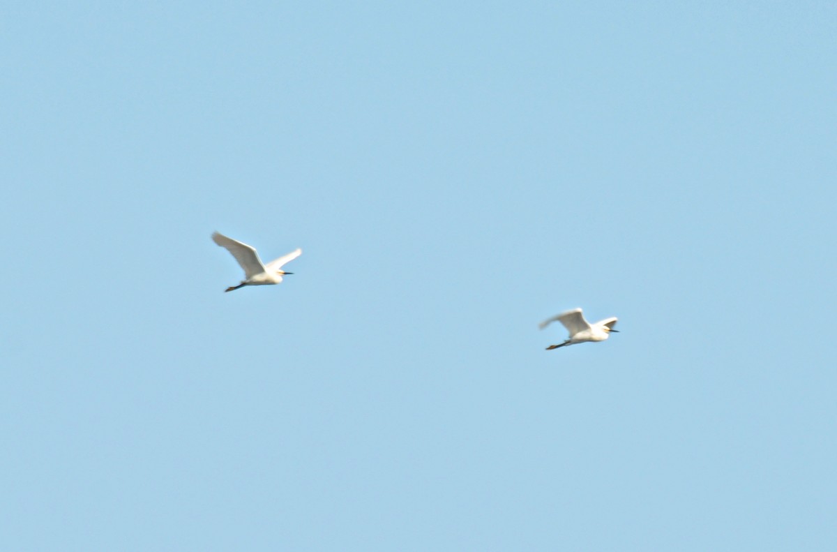 Snowy Egret - ML618855653