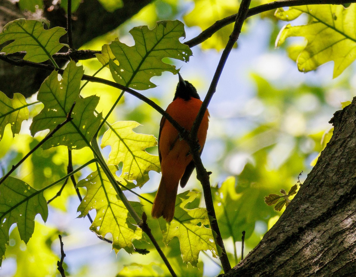 Baltimore Oriole - Michael Muchmore