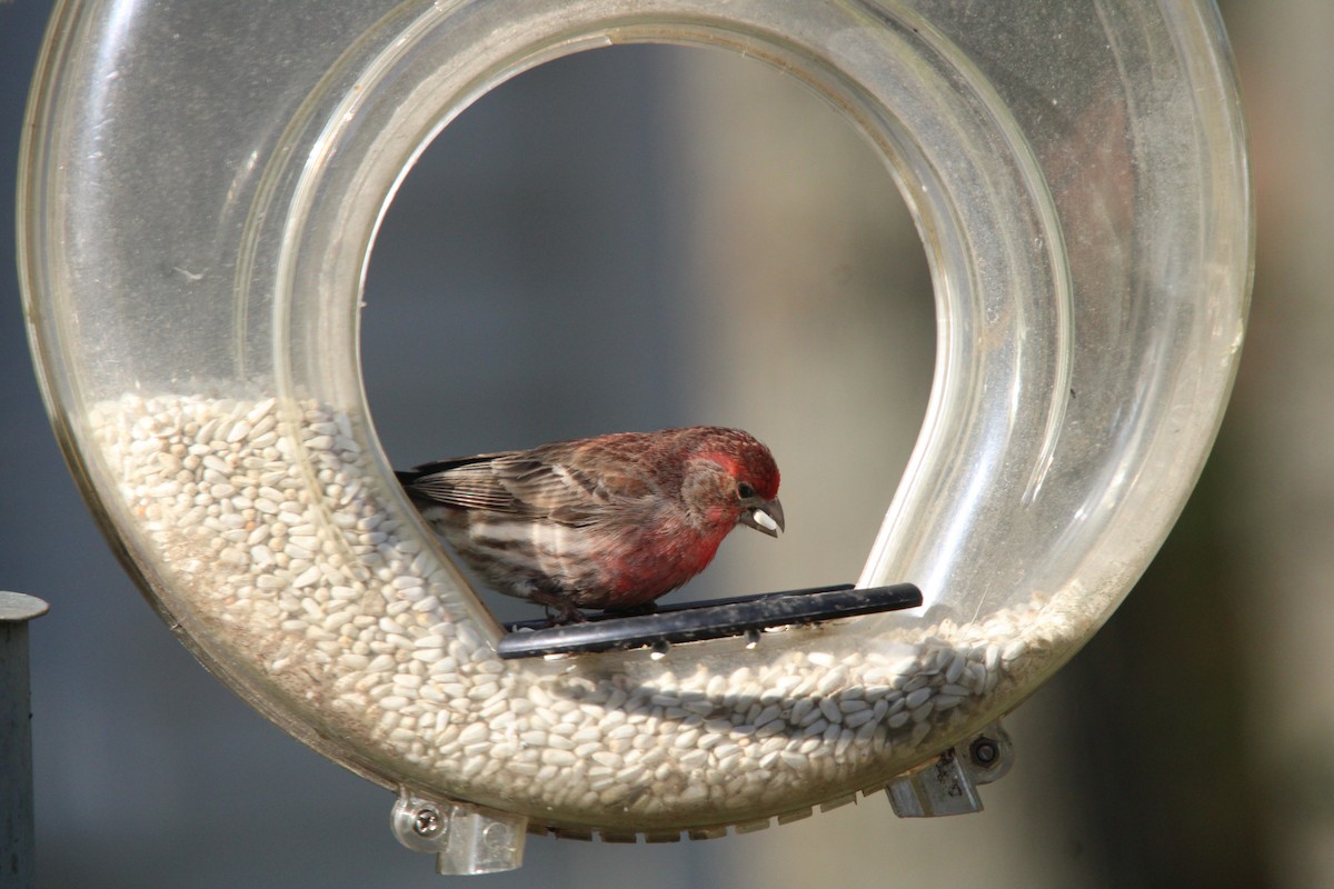 House Finch - ML618855664