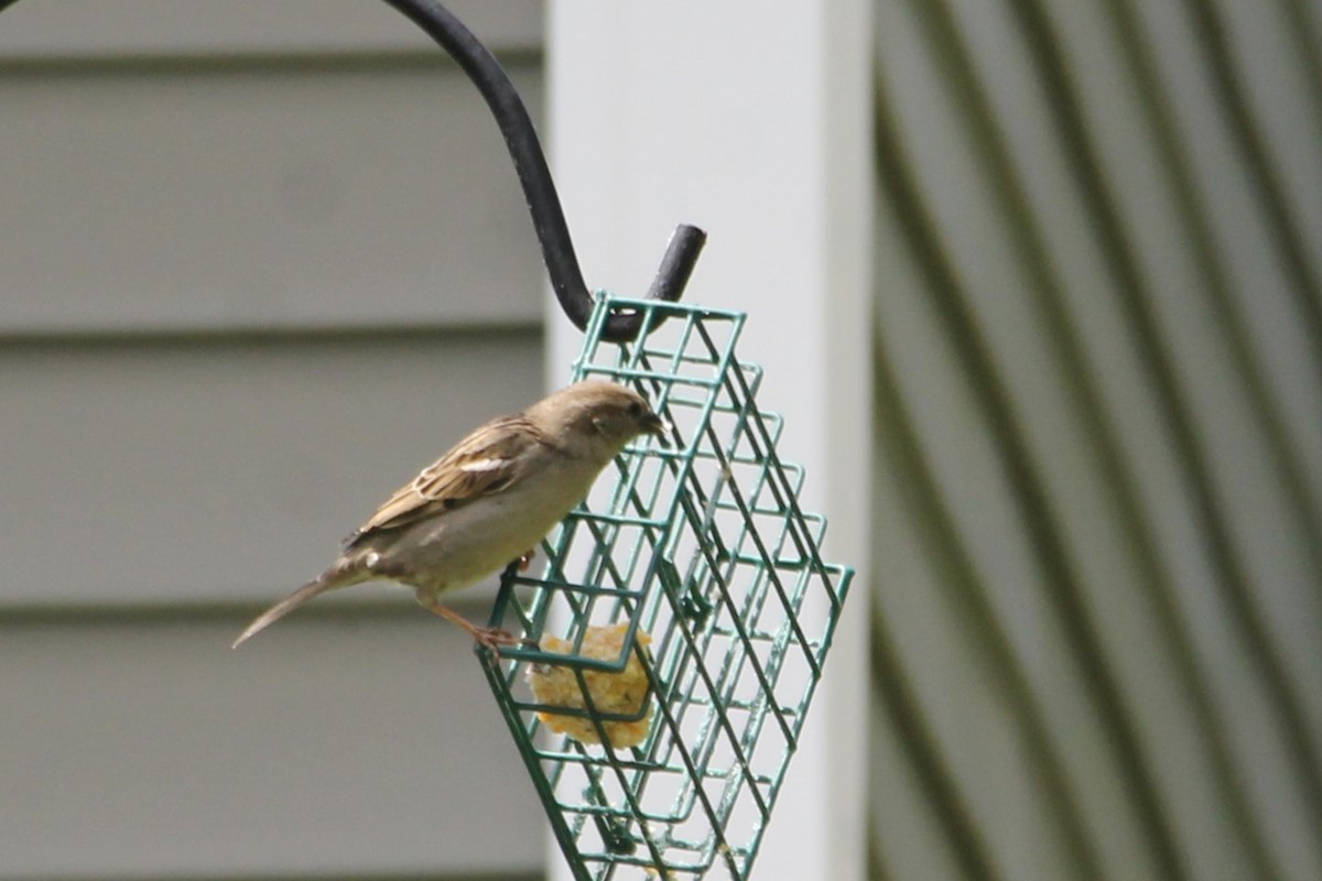 House Sparrow - Martha Huestis