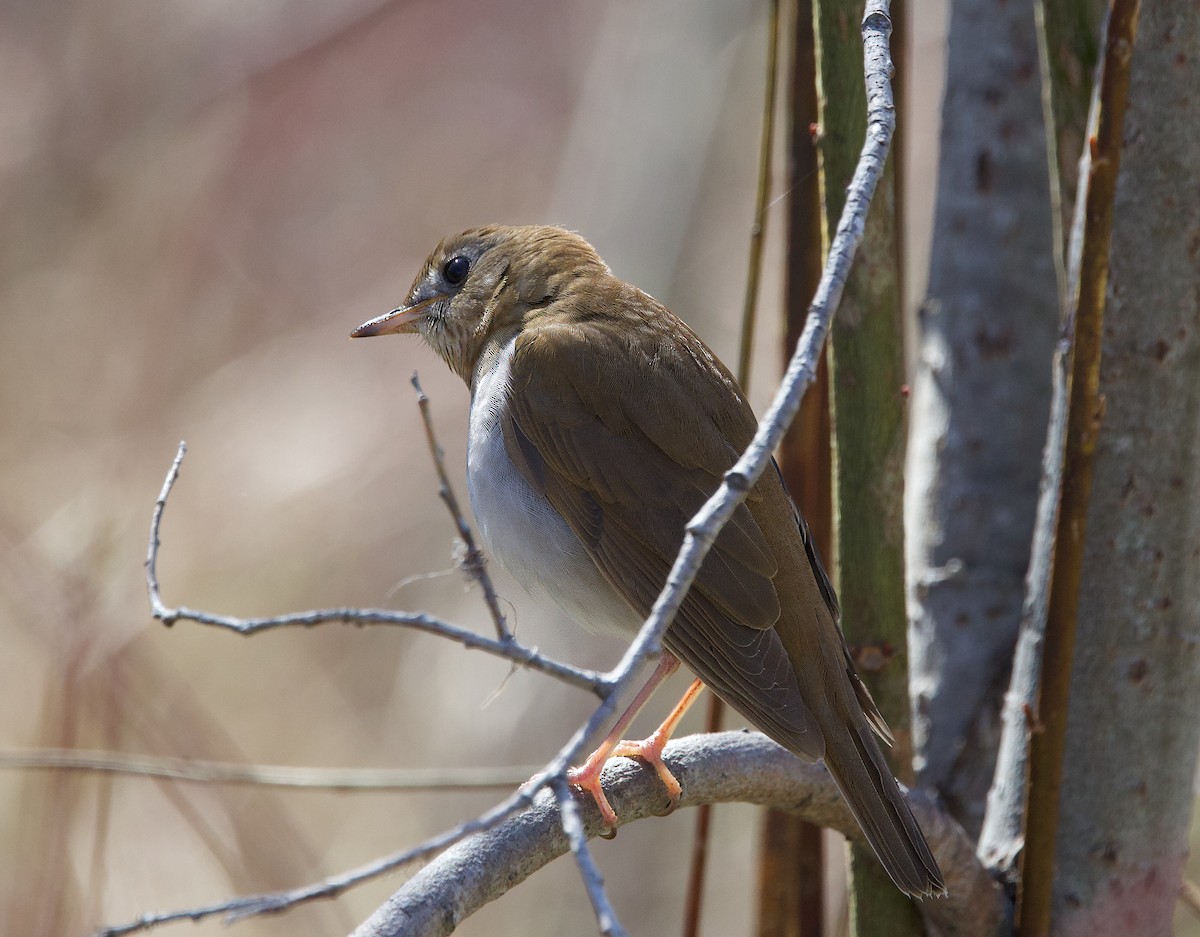 Veery - Michel Proulx