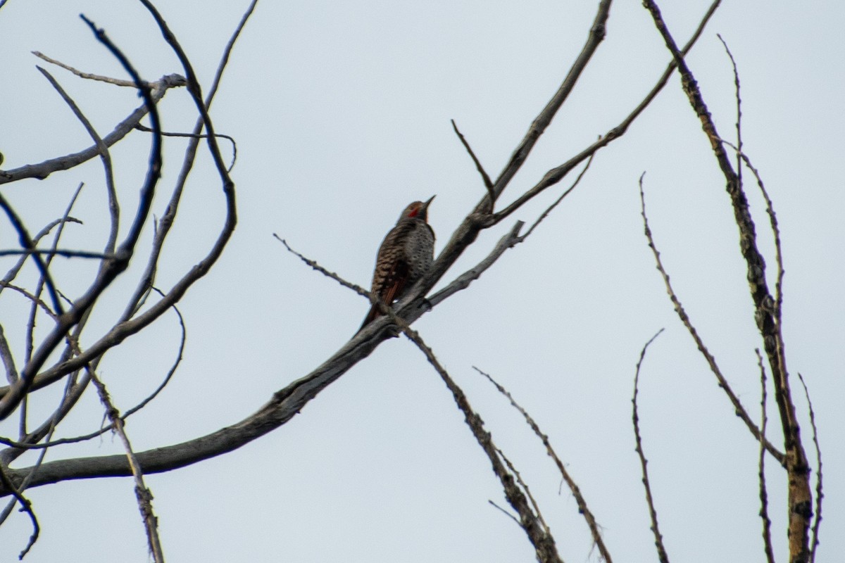 Northern Flicker - ML618855698