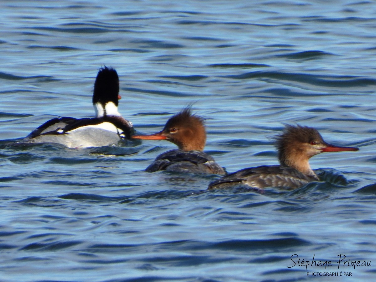 Red-breasted Merganser - Stéphane Primeau