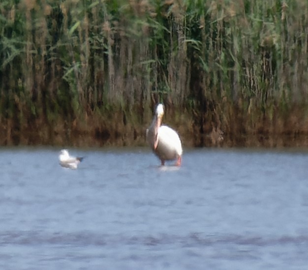 American White Pelican - ML618855732