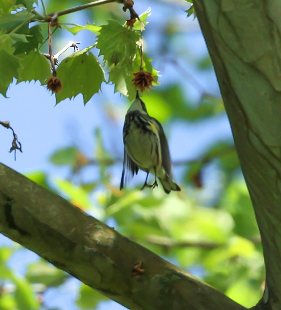 Yellow-rumped Warbler - Barbara Hostetler