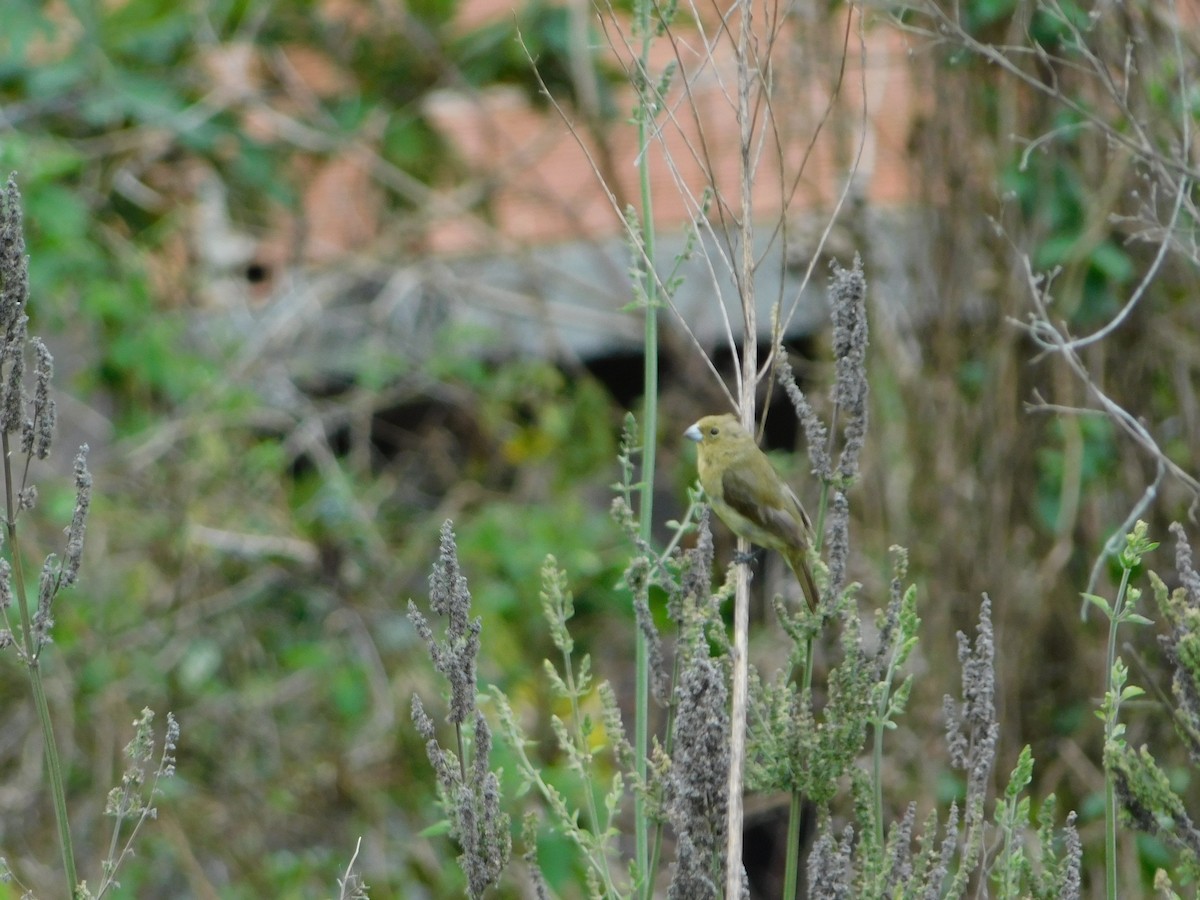 Yellow-bellied Seedeater - ubaque club