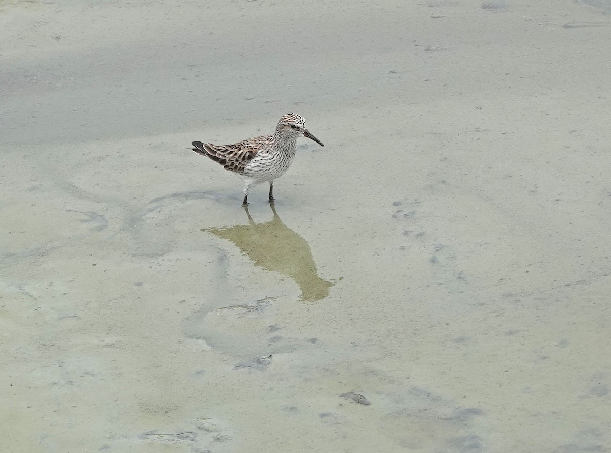 White-rumped Sandpiper - Sheridan Coffey