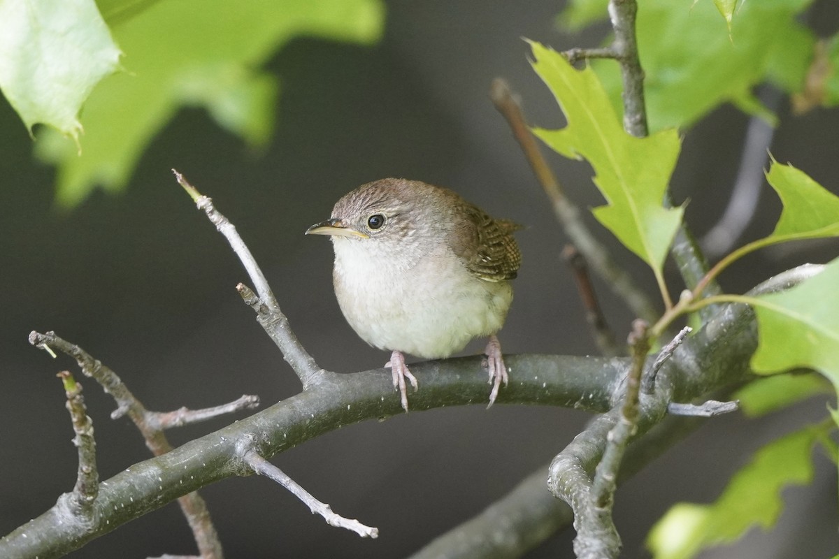 House Wren - Greg Hertler