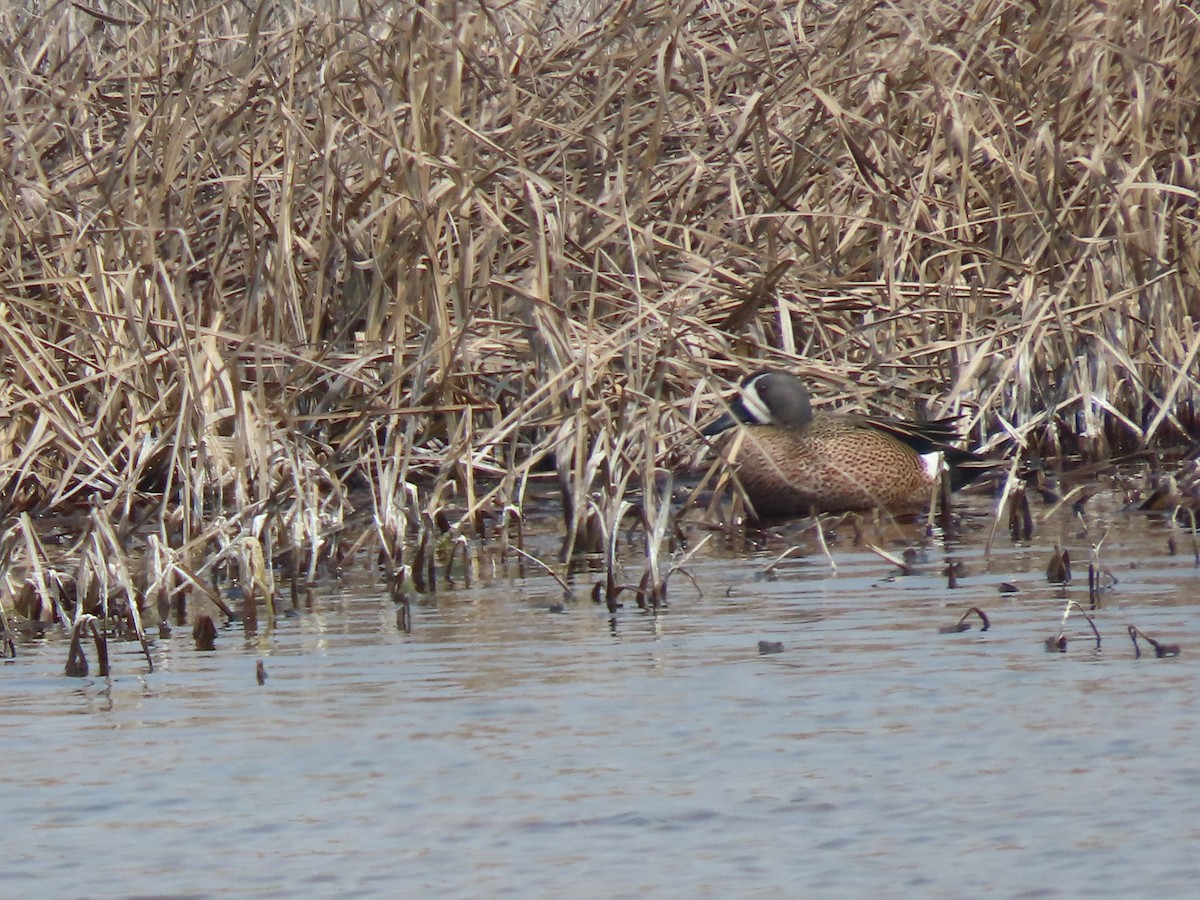 Blue-winged Teal - Kerry Hjertaas