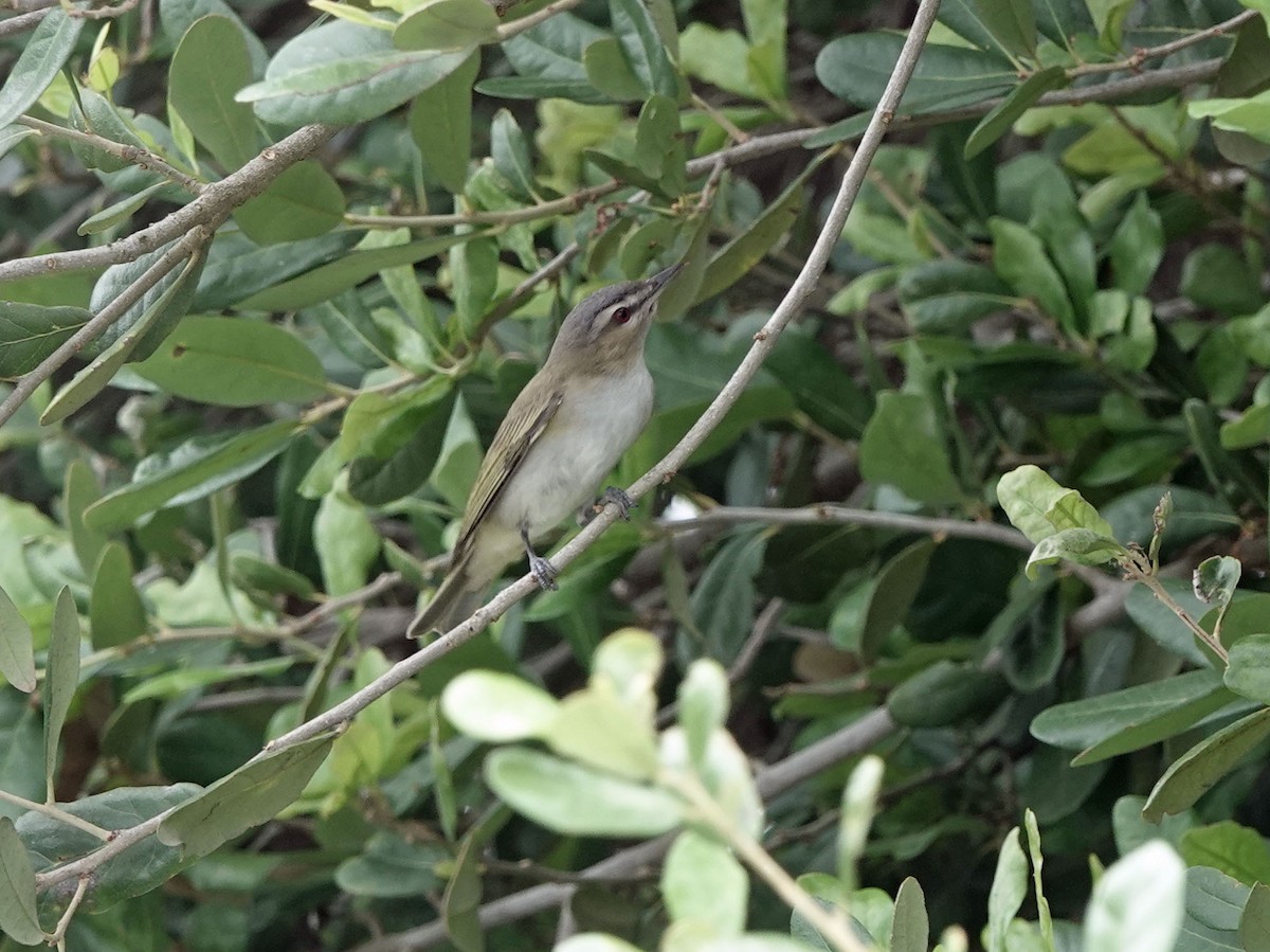 Red-eyed Vireo - Sheridan Coffey