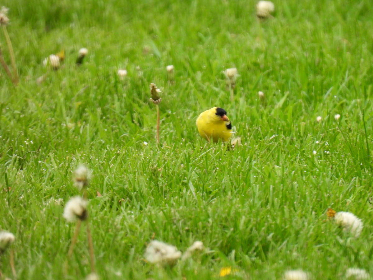 American Goldfinch - Kristina Beeby Curtis