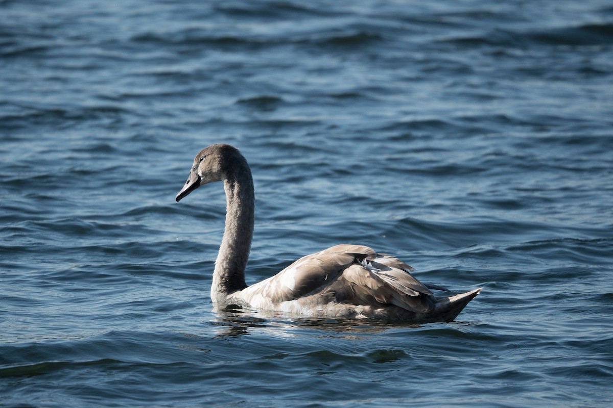 Mute Swan - Marcus Müller