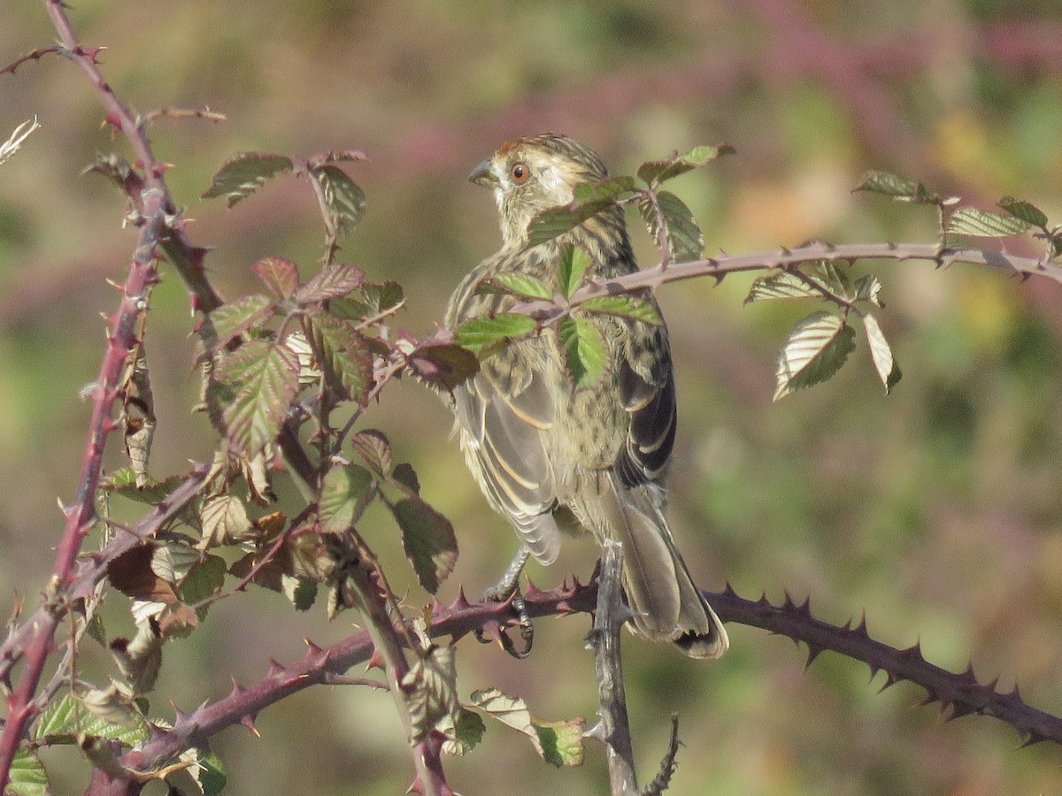 Rufous-tailed Plantcutter - Dickson Jorquera