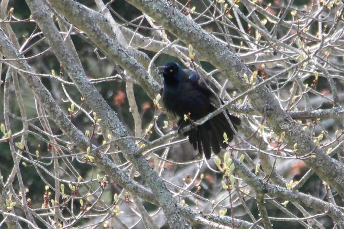 Common Grackle - ML618855788