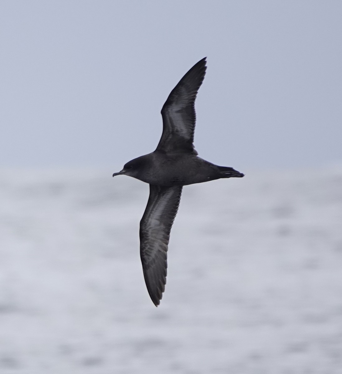 Short-tailed Shearwater - Connor Goff