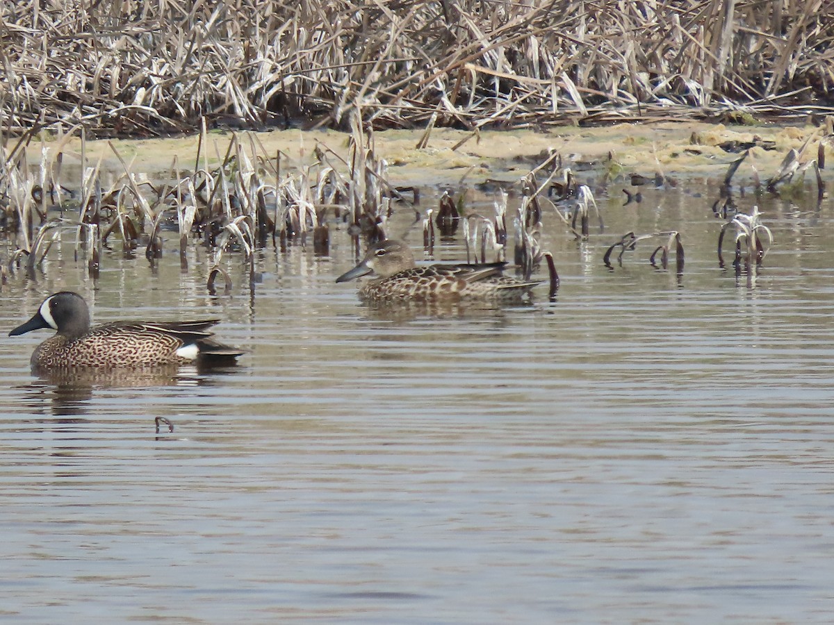 Blue-winged Teal - Kerry Hjertaas