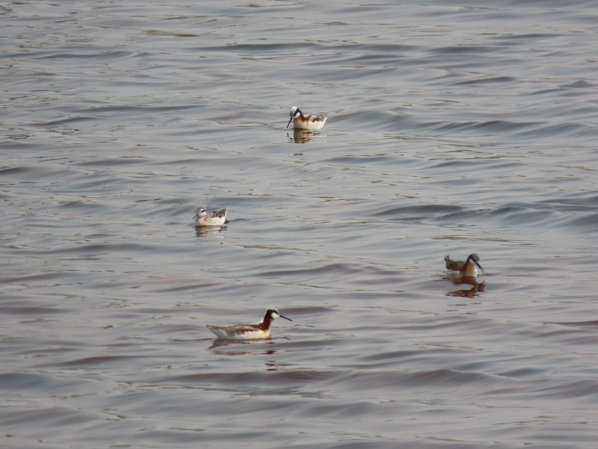 Wilson's Phalarope - ML618855819