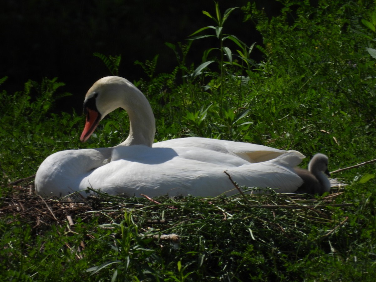 Mute Swan - Christopher Everett