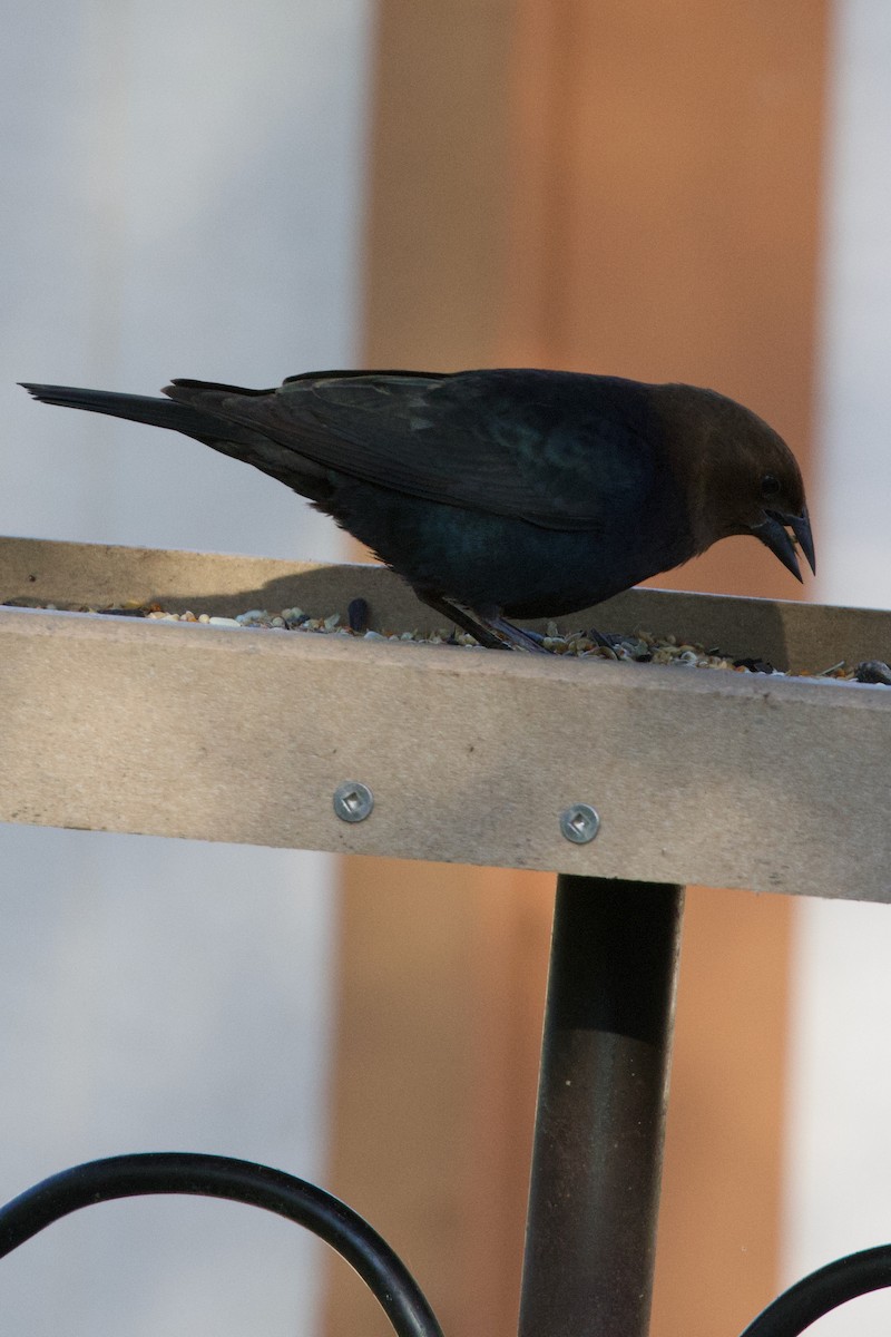 Brown-headed Cowbird - Mathias & Sharon Mutzl