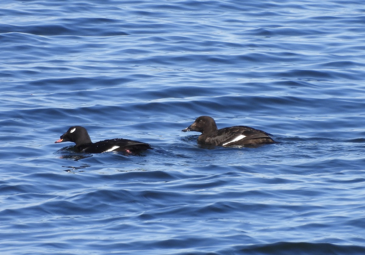 White-winged Scoter - Michelle Bélanger