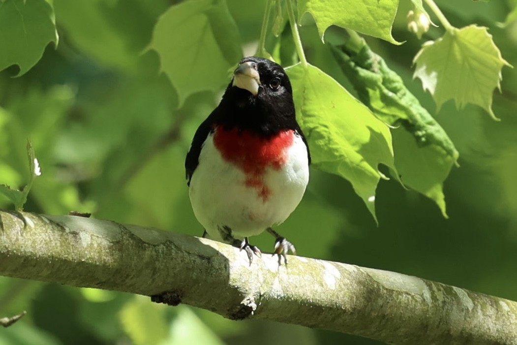 Rose-breasted Grosbeak - Barbara Hostetler