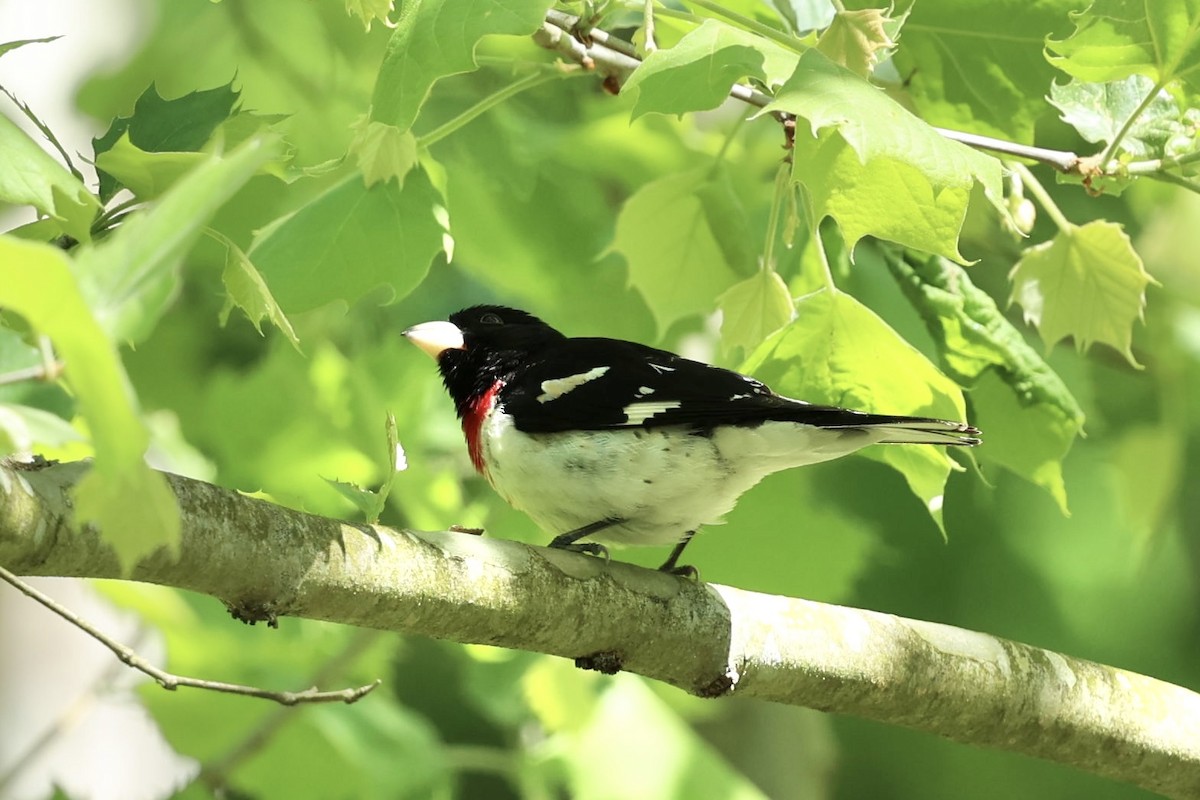 Rose-breasted Grosbeak - Barbara Hostetler