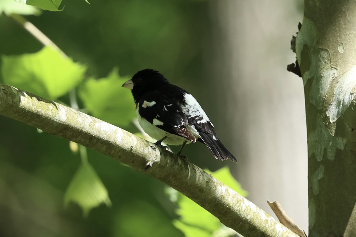 Rose-breasted Grosbeak - Barbara Hostetler