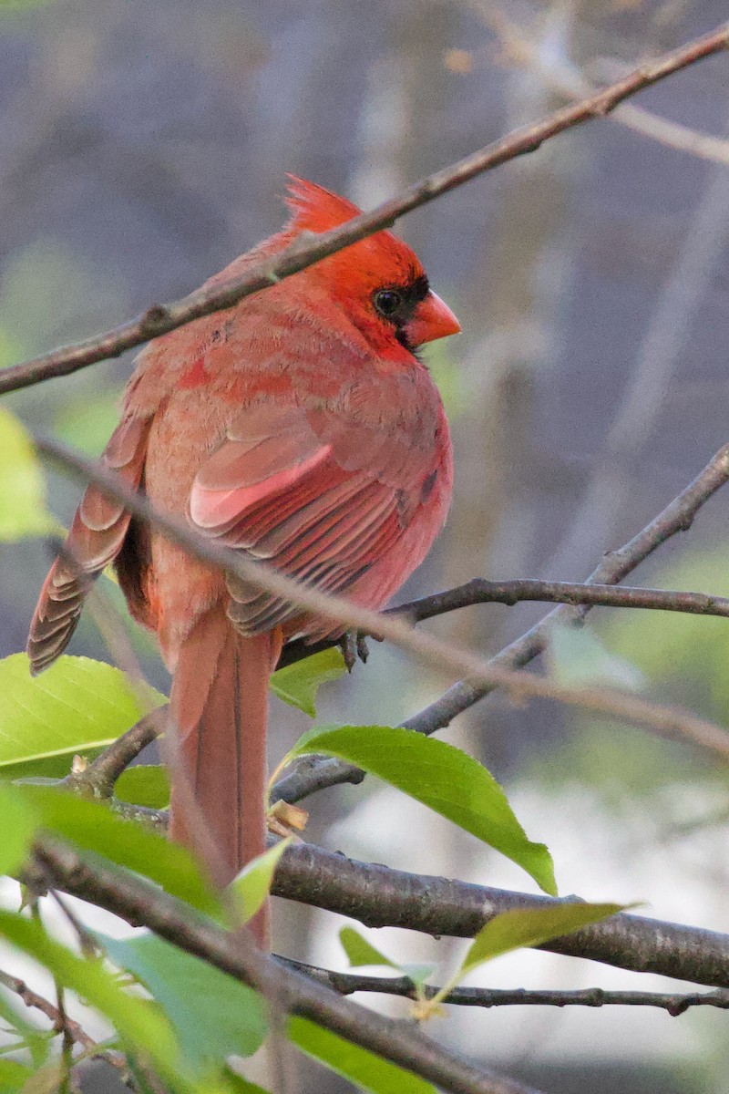 Northern Cardinal - Mathias & Sharon Mutzl