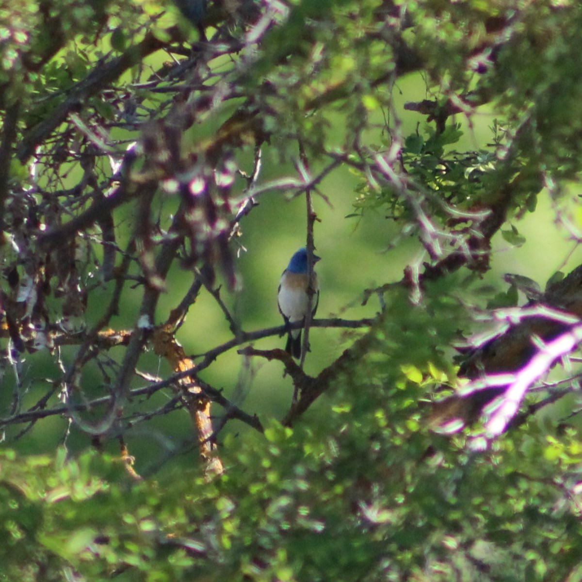 Lazuli Bunting - ML618855853