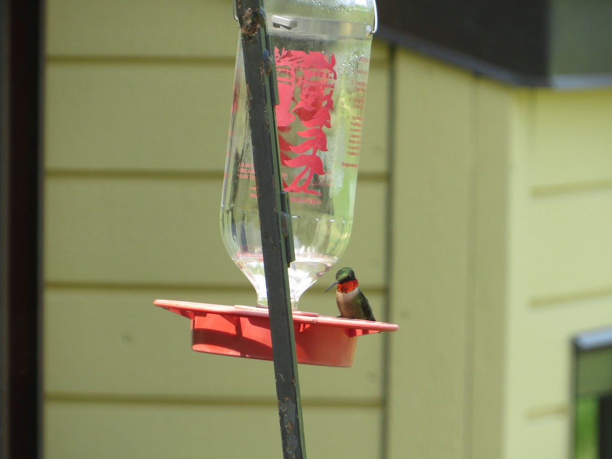 Ruby-throated Hummingbird - Matthew Thompson