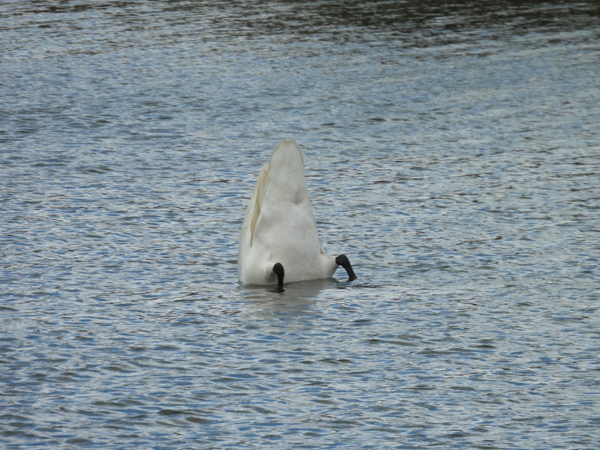 Trumpeter Swan - Christopher Everett