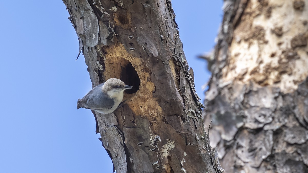 Brown-headed Nuthatch - Steve & Betty Arthur