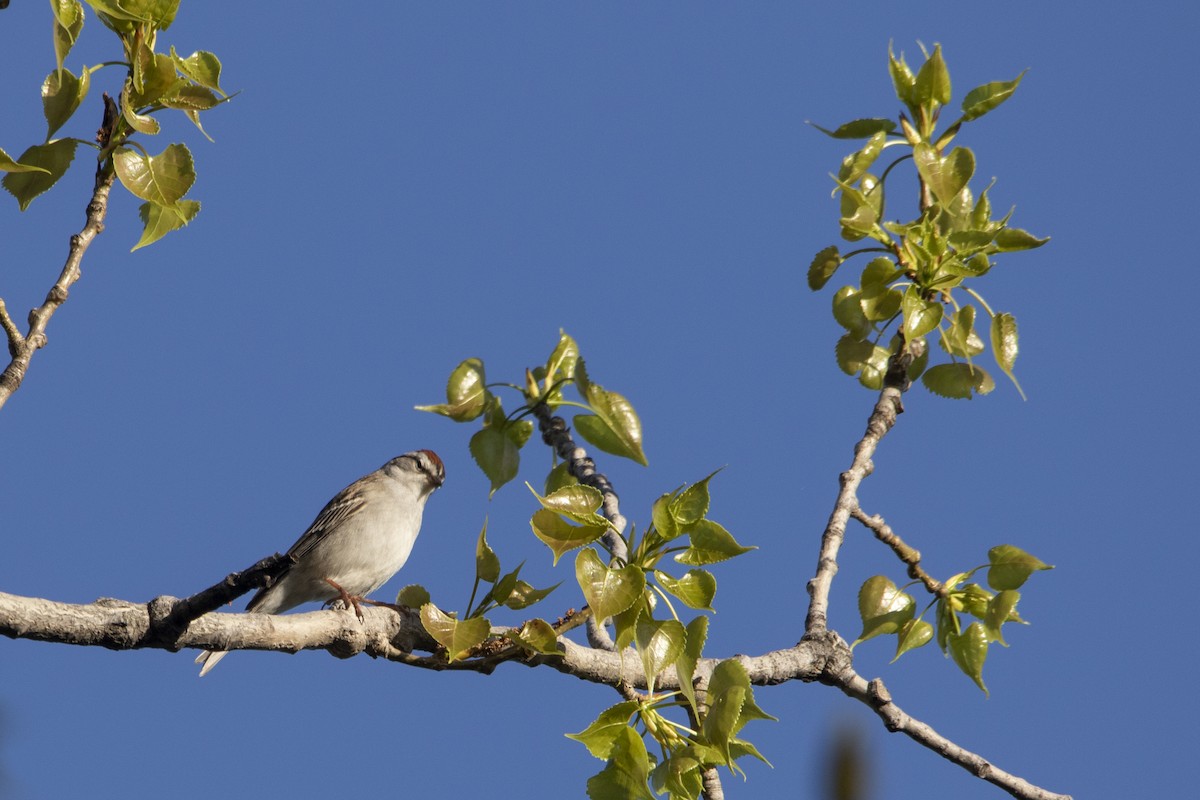 Chipping Sparrow - Kyle Nelson