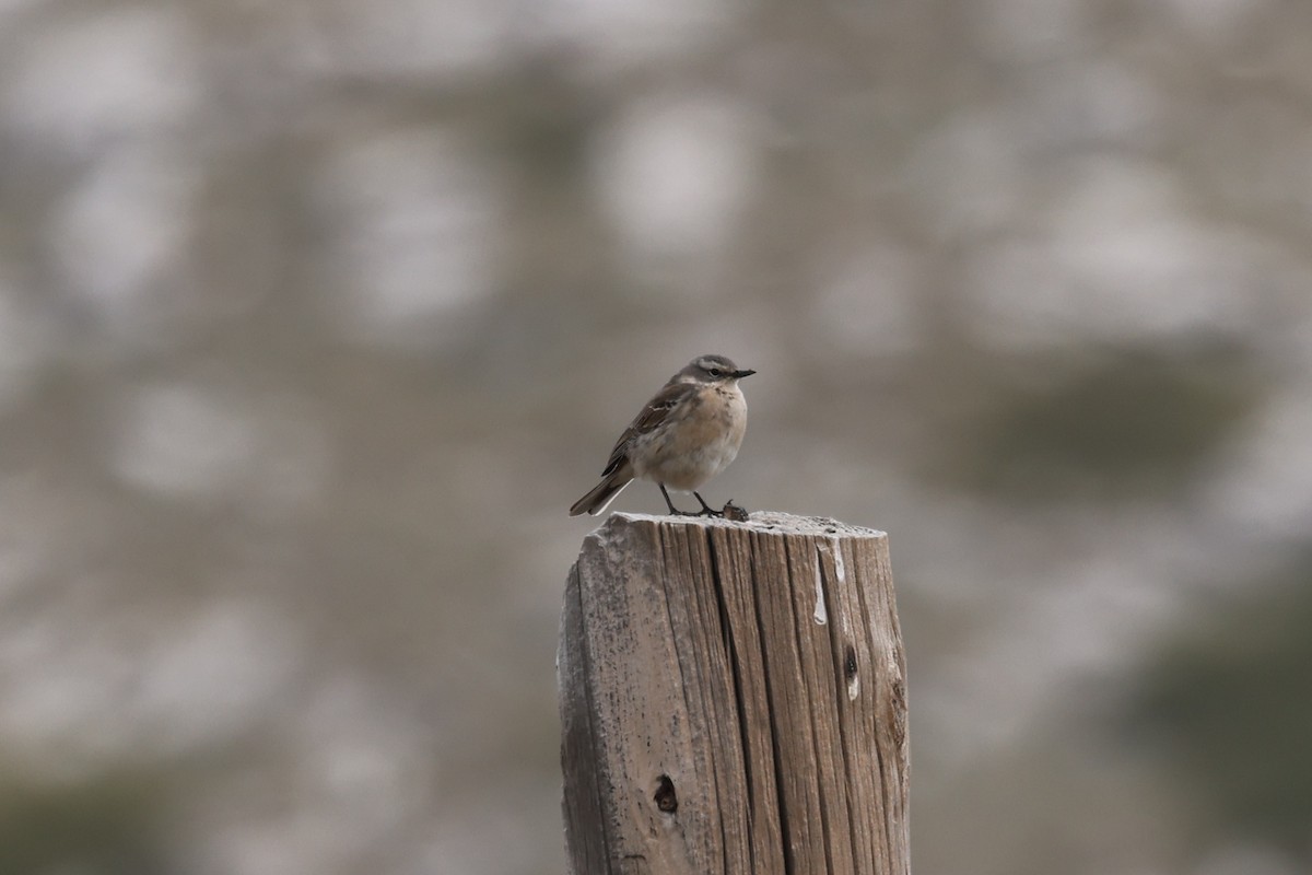 Water Pipit - Ian Thompson