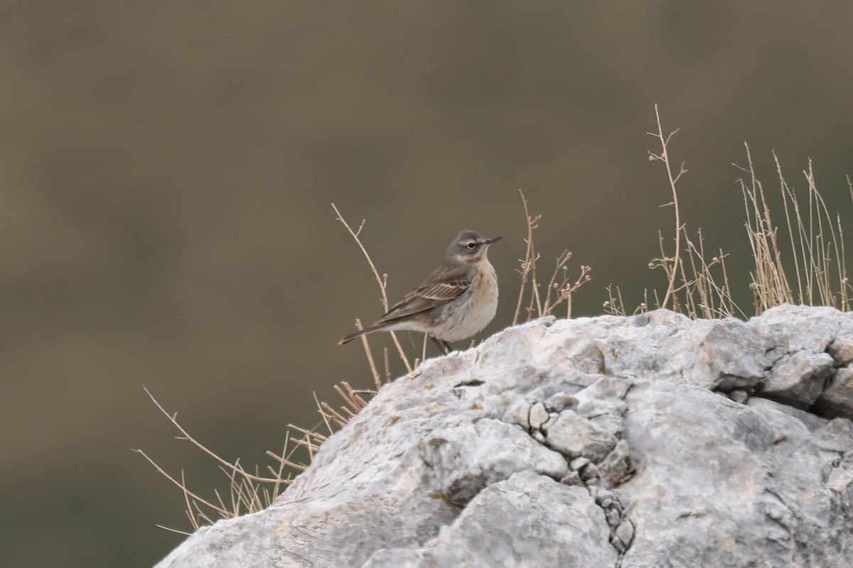 Water Pipit - Ian Thompson