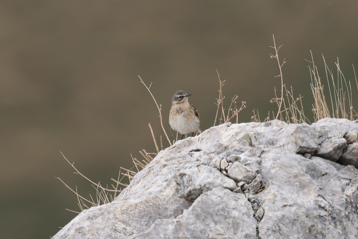 Water Pipit - Ian Thompson