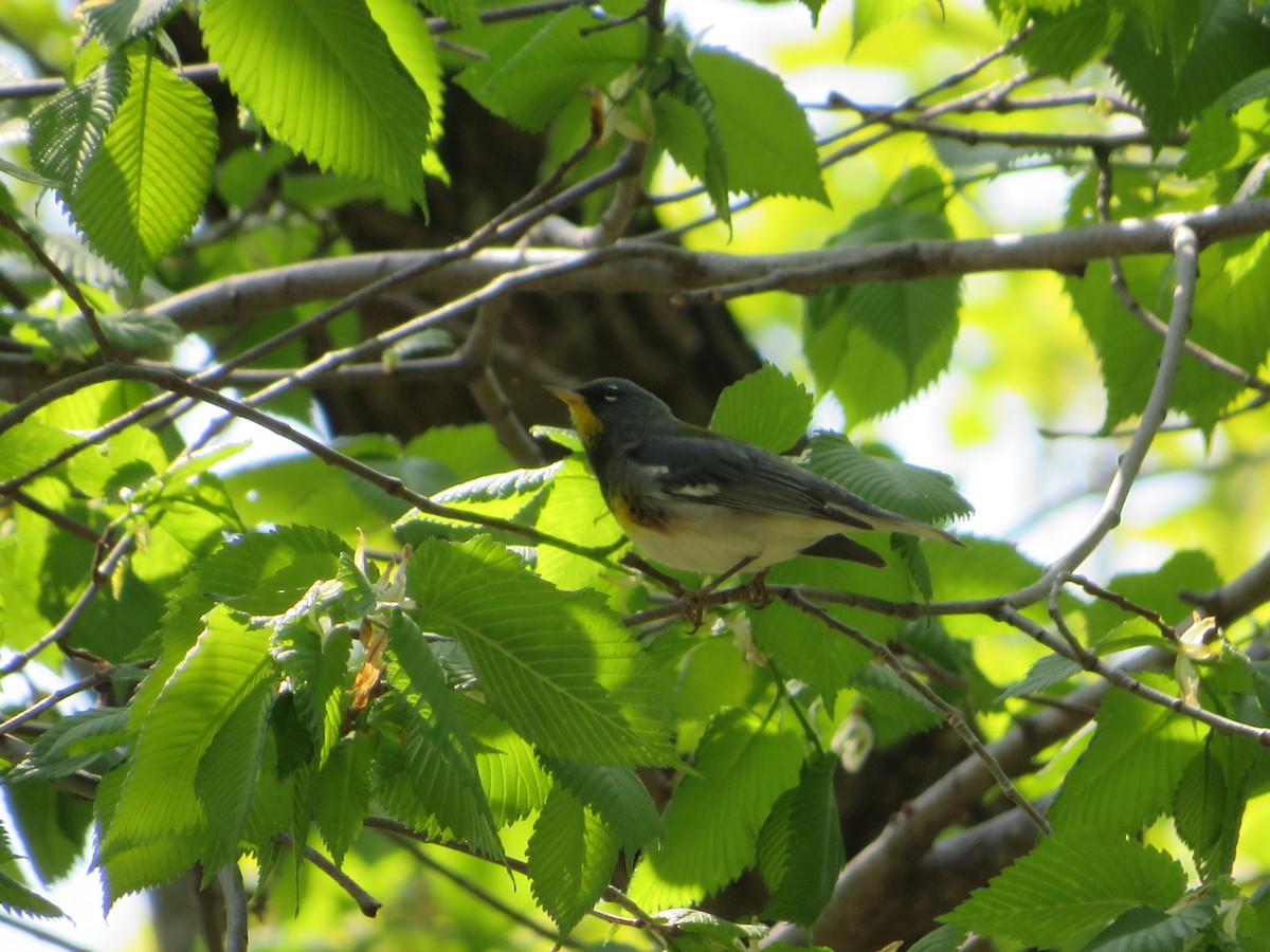 Northern Parula - Matthew Thompson